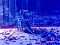 Topaz-A7 02772-denoise-sharpen 1920