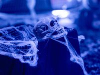 Topaz-A7 02775-denoise-sharpen 1920